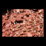 Little White Wild Flowers Poster posters