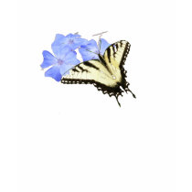 Little Wing Butterfly t-shirts