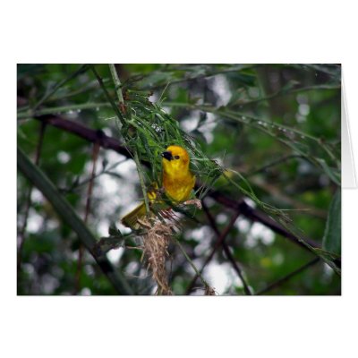 Little Yellow Bird Cards by dduhaime55