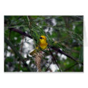 Little Yellow Bird cards