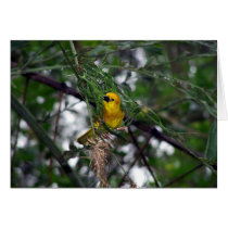 Little Yellow Bird cards by dduhaime55 Little Yellow Bird cards