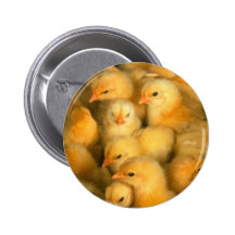 Little Yellow Chicks Pinback Buttons