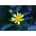 little yellow flower card