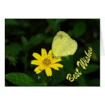 Little Yellow Star Card