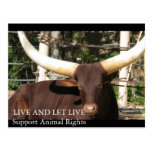 LIVE AND LET LIVE SUPPORT ANIMAL RIGHTS POST CARD