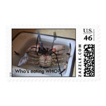 Live CRAB with Fork & Knife! Who's eating WHO? postage by debsnet Live CRAB with Fork & Knife! Who's eating WHO? postage