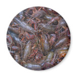 live crawfish refrigerator magnet