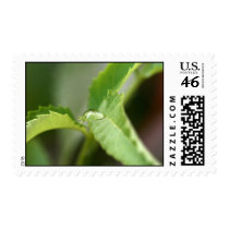 Live Green postage
