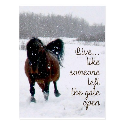 Live Life.....Like someone left the gate open! Post Card