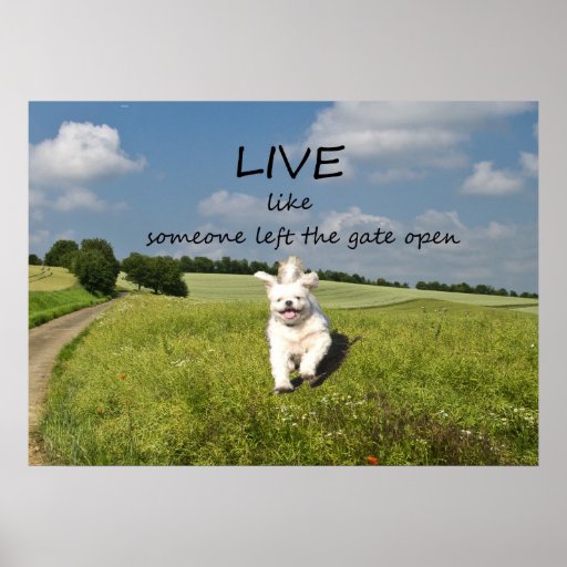 Live Like Someone Left The Gate Open Meaning - A Great Quote For You In 2021! - Oh Canvas