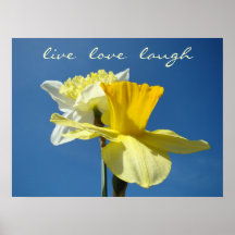Live Love Laugh Decorative art Spring Daffodils Poster