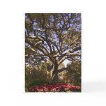 Live Oak and Poinsettias Greeting Cards