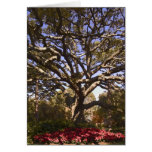 Live Oak and Poinsettias Greeting Cards