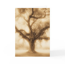 Live Oak - MW1100 cards