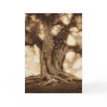 Live Oak - MW1101 cards