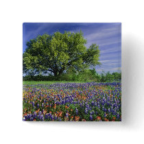 Live Oak & Texas Paintbrush, and Texas Pins