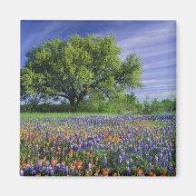 Live Oak & Texas Paintbrush, and Texas Refrigerator Magnet