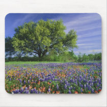 Live Oak & Texas Paintbrush, and Texas Mousepads