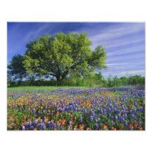 Live Oak & Texas Paintbrush, and Texas Photo