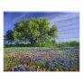 Live Oak & Texas Paintbrush, and Texas