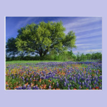Live Oak & Texas Paintbrush, and Texas postcards