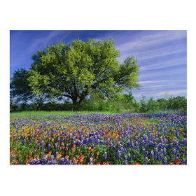Live Oak & Texas Paintbrush, and Texas Post Cards