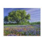 Live Oak & Texas Paintbrush, and Texas Post Cards