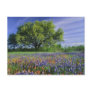 Live Oak & Texas Paintbrush, and Texas Post Cards Live Oak & Texas Paintbrush, and Texas Post Cards