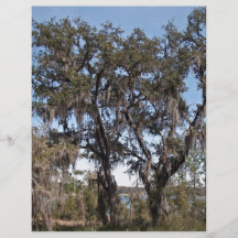 Live oak tree in river banks against the blue sky custom flyer