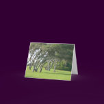 Live Oak Trees