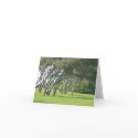 Live Oak Trees cards