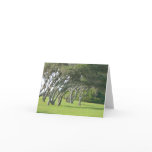 Live Oak Trees
