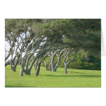 Live Oak Trees Greeting Cards