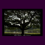 Live Oaks -  Louisiana