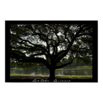 Live Oaks - Louisiana posters by loraseverson Live Oaks - Louisiana posters