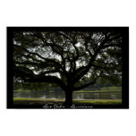 Live Oaks -  Louisiana Poster Print
