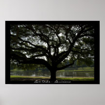 Live Oaks -  Louisiana Poster Print