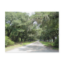Live Oaks with Moss postcards