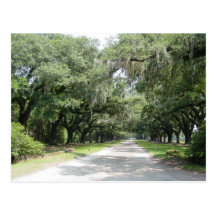 Live Oaks with Moss Postcard