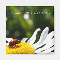 Live your Dreams magnets
