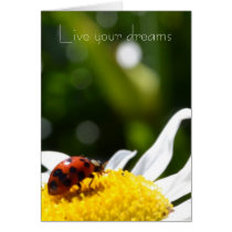 Live Your Dreams cards