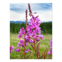 Lively Fireweed Photographic Print
