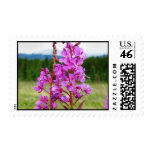 Lively Fireweed Postage Stamp