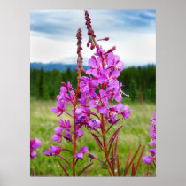 Lively Fireweed Print