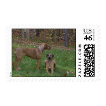 Liver and Black Beauty stamps