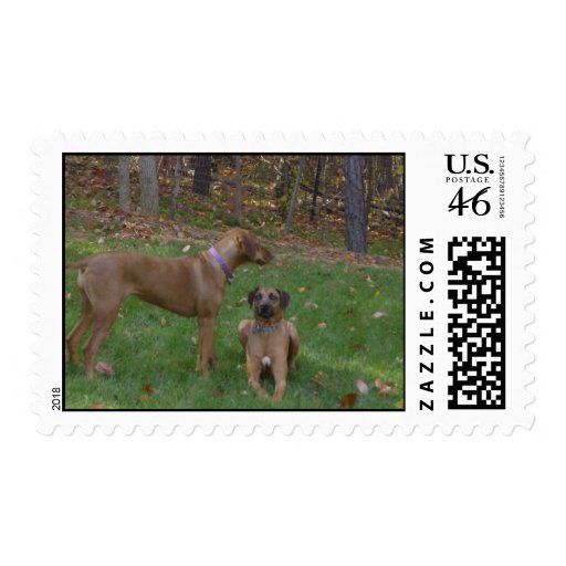 Liver and Black Beauty Stamp