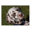 Liver Dalmatian Puppy cards by StarSwept Liver Dalmatian Puppy cards