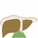 liver image cut out