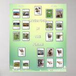 Livestock animals in the Bible Poster