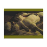 livin in a pitbull paradise postcard